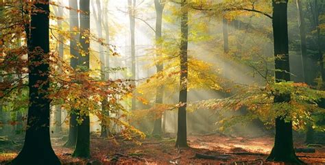 Sun Rays Forest Fall Leaves Trees Mist Sunlight