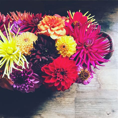 Beautiful dahlias in full bloom, gorgeous light and arranged by the