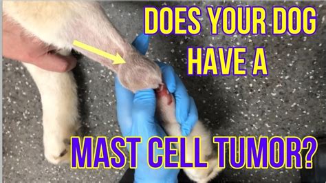 Does Your Dog Have A Mast Cell Tumor Heres What You Need To Know