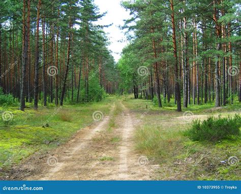 The Road In Pine Forest Stock Image Image Of Scenery 10373955