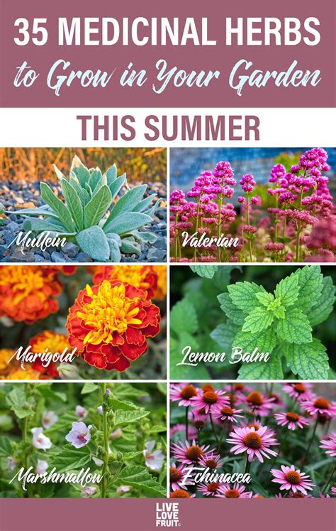 35 Medicinal Herbs To Grow In Your Garden This Summer And How They Heal