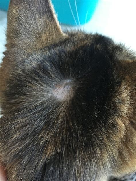 Foolish Excel Theirs Cat Has Bald Spots On Head Giant Teachers Day Level
