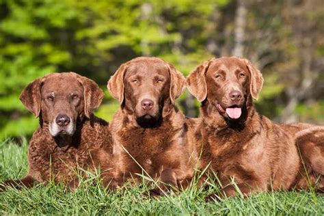 Chesapeake Bay Retriever Dog Breed Complete Guide A Z Animals