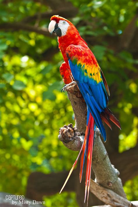 Macaw Bird Wallpaper Hd For Mobile Animal Wallpaper