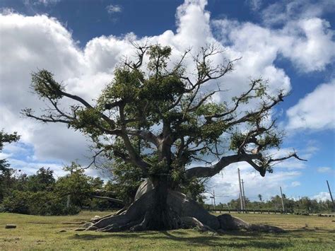 An Ancient Ceiba Tree Blooms Once Again After Puerto Ricos Devastating