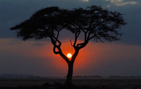 HD wallpaper africa night tree sunset kenya landscape savannah sun