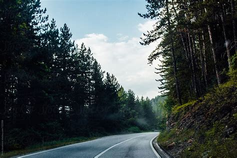 View Empty Forest Road Surrounded With Pine Trees By Stocksy