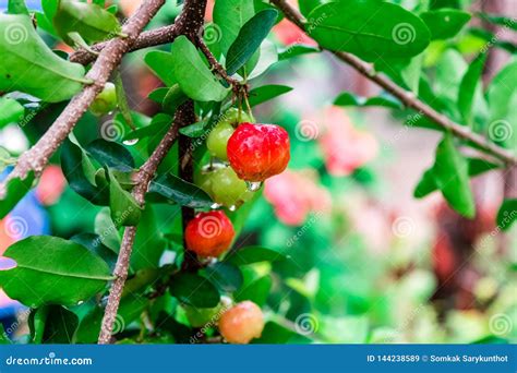 Barbados Cherry On Tree Stock Image Image Of Natural