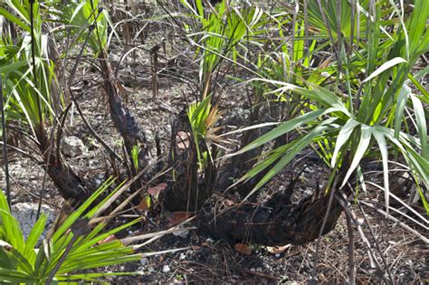 Burned Saw Palmettos Clippix Etc Educational Photos For Students And