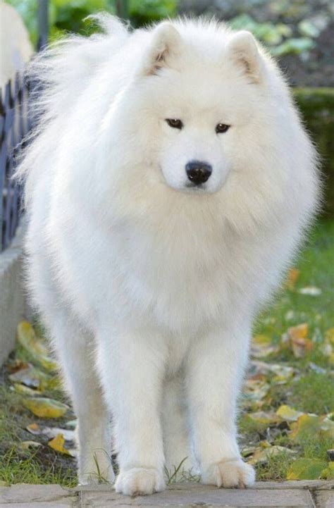 Beautiful Samoyed He Is So Fluffy Big Fluffy Dogs Samoyed Dogs Dogs