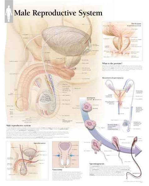 Your urinary tract helps to get rid of your body's liquid waste. Male Anatomy Charts | Male Anatomical Posters