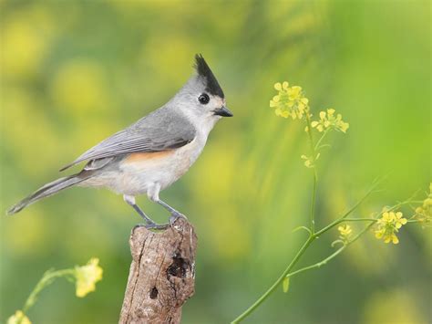 Female Tufted Titmouse How To Identify Vs Male Birdfact