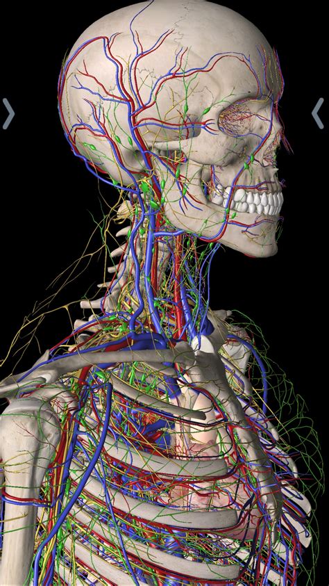 Surviving Gross Anatomy In Medical School Mod X Med
