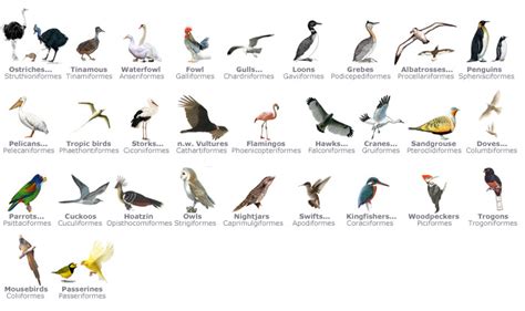Birds Classification Study Guide Inspirit Learning Inc