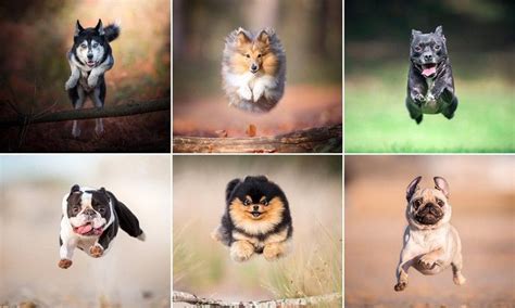 Photographer Catches Dogs Mid Air As They Leap Towards The