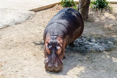 Una Comida Que Espera Del Hipopótamo Pacífico Para Foto De Archivo