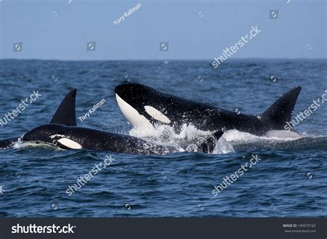 Killer Whale Orcinus Orca Stock Photo 190670162