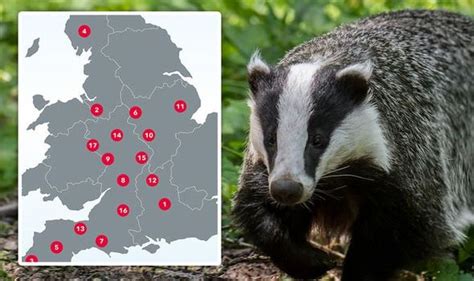 Badger Culling Map 44 Areas Issued Badger Control Licences Which