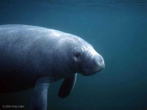 Although all current members of sirenia inhabit warm waters. From Mermaids to Manatees: the Myth and the Reality ...