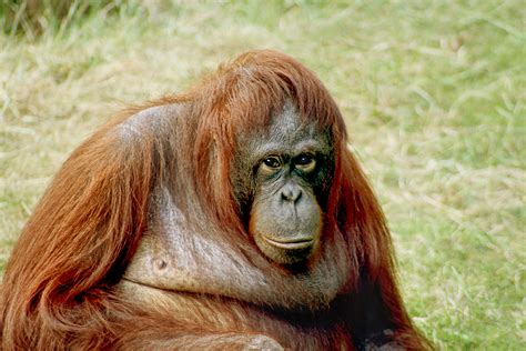 File Orangutan Bornean  Wikipedia