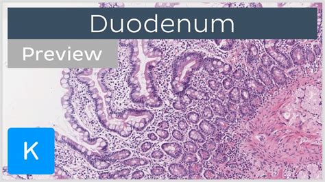 Duodenum Histology Slide Tissues And Cells Preview Human