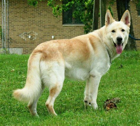Pin By Delne Schoeman On Bc As C Gsd Gh Dogs White German Shepherd