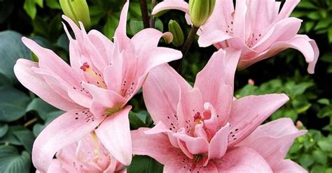 Pink Passion Lily Bulb Dream Yards Pinterest Passion Flowers