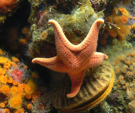 Free Images Sea Fish Fauna Starfish Coral Reef Invertebrate
