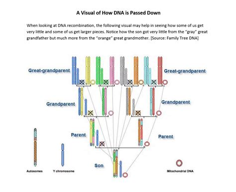 How Autosomal Dna Is Passed Down Inherited Dnaadoption