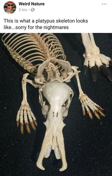 Platypus Skeleton Animal Skeletons Animal Bones Animal Skulls