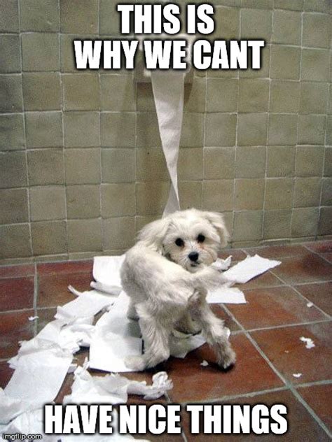 11 Dog Memes This Is Why We Cant Have Nice Things Puppy Leaks