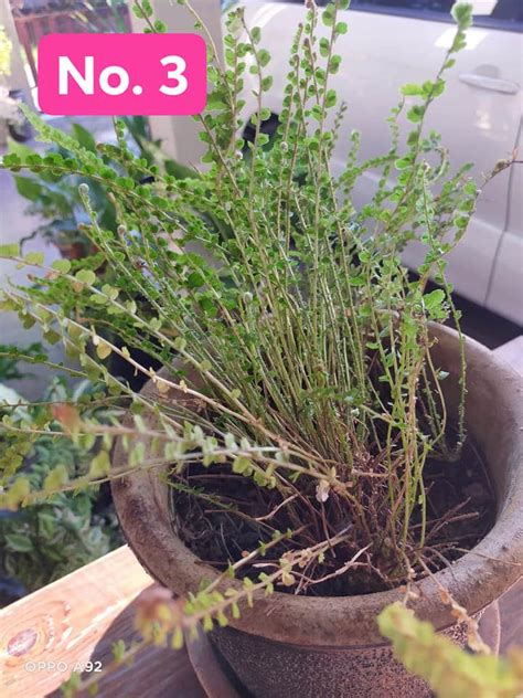 3 tanaman dalam air untuk hiasan dalam rumah blog sihatimerahjambu. Pokok Ni Kalau Tanam Dalam Pasu Senang Sangat Nak Jaga ...