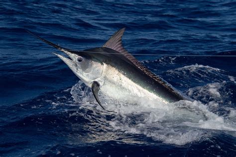 A Guide To The Different Types Of Marlin American Oceans