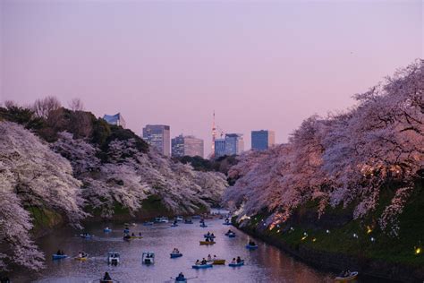 Japan Has The Tourists For Cherry Blossom Season But There S A Service Gap
