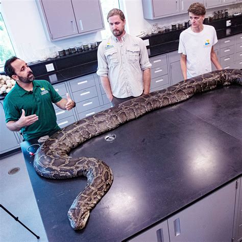 How Big Are Burmese Pythons