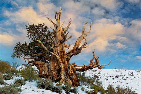 The Ancient Bristlecone Pines Of The Great Basin