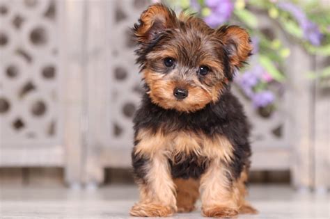 Where you'll find the breeding exceptional, superior quality yorkies with exquisite beauty. Finn - Prancing TOY Yorkie - Puppies Online