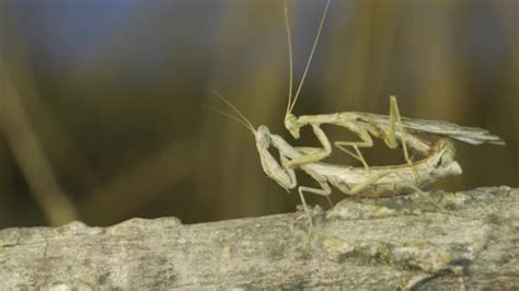 Mating Process Praying Mantises Couple Praying Mantis Mating Tree