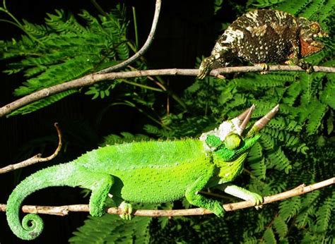 Jackson's Chameleon Care Sheet - Reptiles Magazine