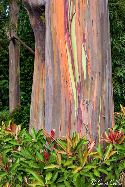 Rainbow Eucalyptus Trees Maui Hawaiian Islands