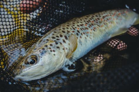 2023 Wv Trout Stocking West Virginia Trout Stocking Schedule West