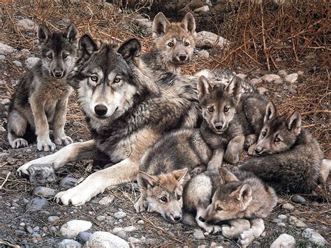 Wolf with Cubs - Animal Cubs Wallpaper (29105428) - Fanpop