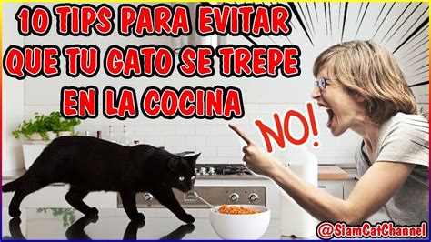 C Mo Evitar Que Tu Gato Se Suba A La Encimera De La Cocina