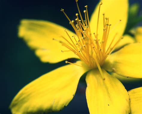 Yellow Flower Macro Ipad Air Wallpapers Free Download