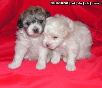 The löwchen is bichon related breed, with a long, silky coat that is presented in a lion cut. Löwchen, Petit Chien Lion Foto 17778 - hundund.de
