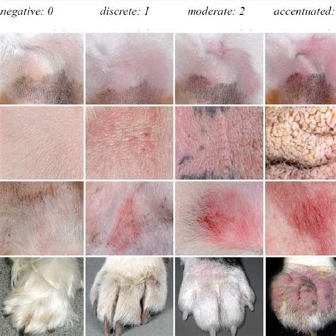 What Does Dermatitis Look Like In Dogs