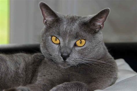 Chartreux Cat Information And Cat Breed Facts Pets Feed