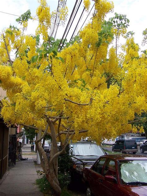 What does the 'lluvia de oro' phrase mean? CARACTERÍSTICAS, CUIDADOS DEL ARBOL LLUVIA DE ORO