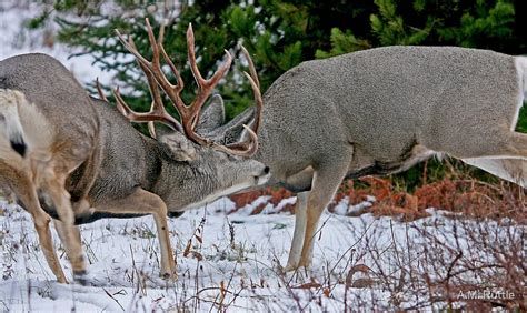 Mule Deer Buck Fight 2 By Am Ruttle Redbubble