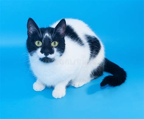 White Cat With Black Spots Sitting Stock Image Image Of Mammal White